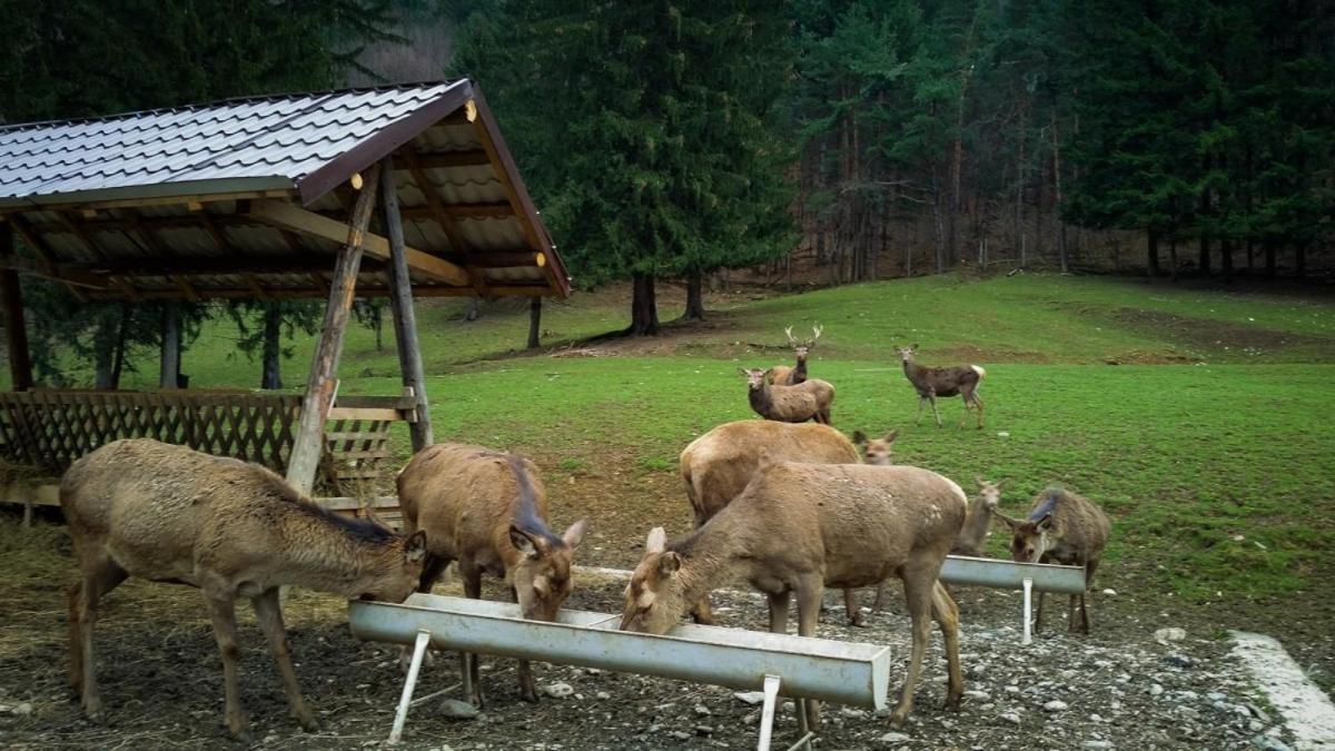 אווריג Evergreen Chalet מראה חיצוני תמונה